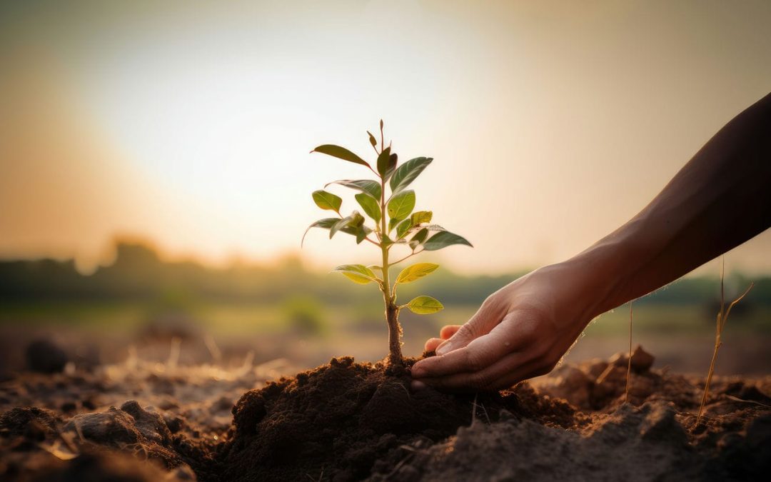 Image d'un homme plantant un arbre représentant l'actualisation de soi